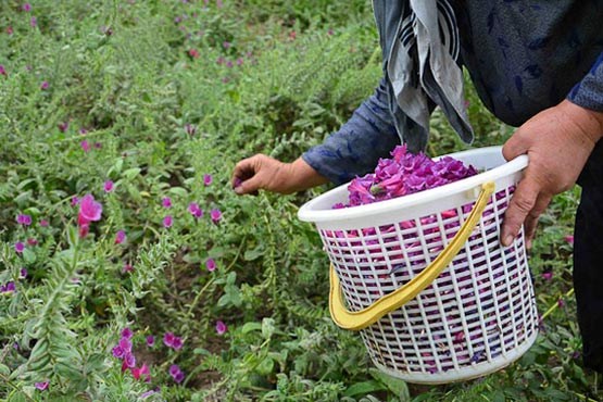 برداشت گل گاو زبان از مزارع شهرستان رابر