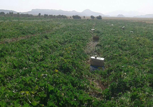 کاشت کدوی هندی در مرودشت