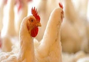 تولید ۲۶۵ تن گوشت سفید در مرغداری‌های صنعتی قاین
