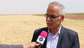 پیش&zwnj;بینی برداشت هشت هزار تن محصول جو در گناباد