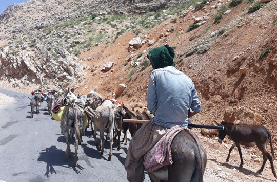 تصاویری از کوچ عشایر به مناطق ییلاقی