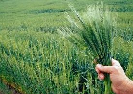 افزایش ۶۰ درصدی تولید جو در سبزوار