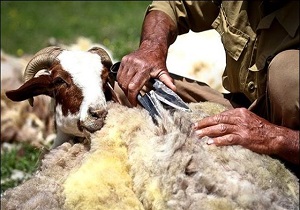ساماندهی پشم‌چینی در کرمانشاه