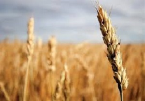 خریدگندم مازاد بر نیاز کشاورزان خرمشهری