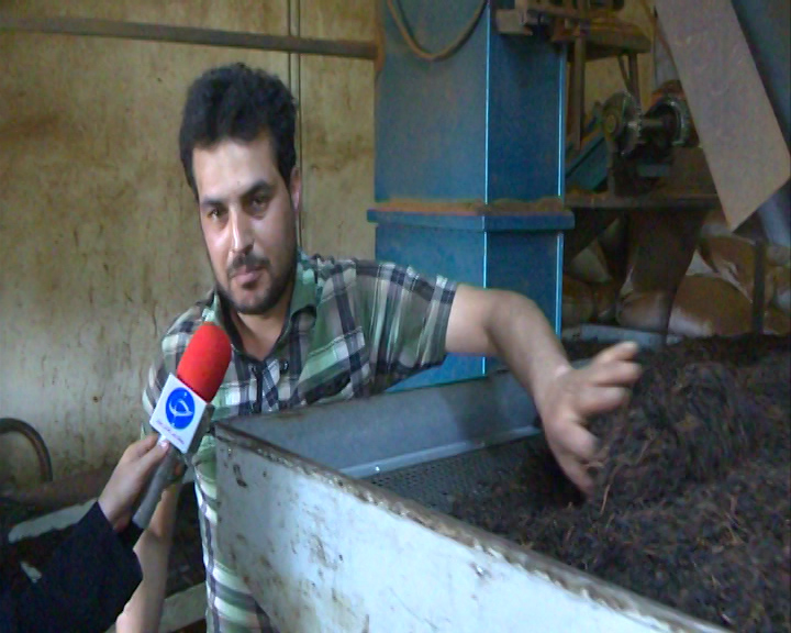 حمایت دولت از چایکاران موجب شد تلخی چای ایرانی به کام چایکاران شمال کشور شیرین شود
