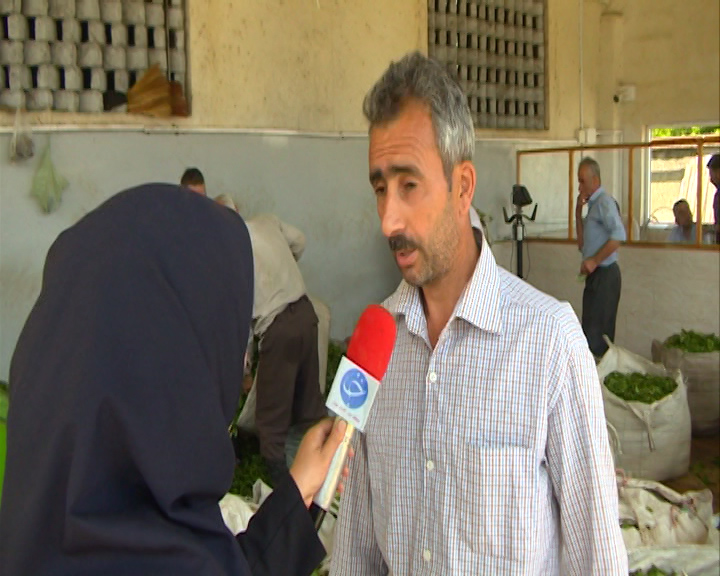 حمایت دولت از چایکاران موجب شد تلخی چای ایرانی به کام چایکاران شمال کشور شیرین شود