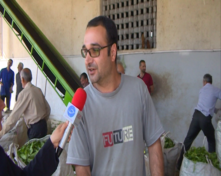 حمایت دولت از چایکاران موجب شد تلخی چای ایرانی به کام چایکاران شمال کشور شیرین شود