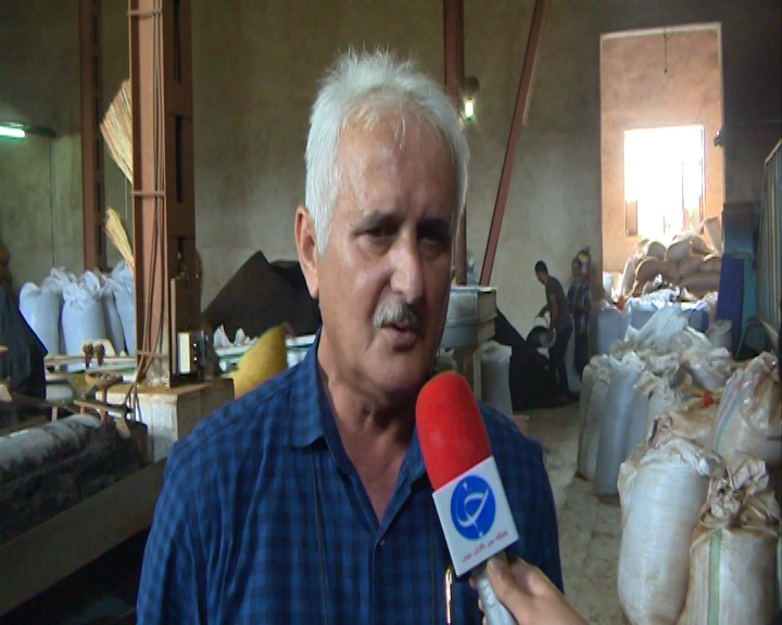 حمایت دولت از چایکاران موجب شد تلخی چای ایرانی به کام چایکاران شمال کشور شیرین شود