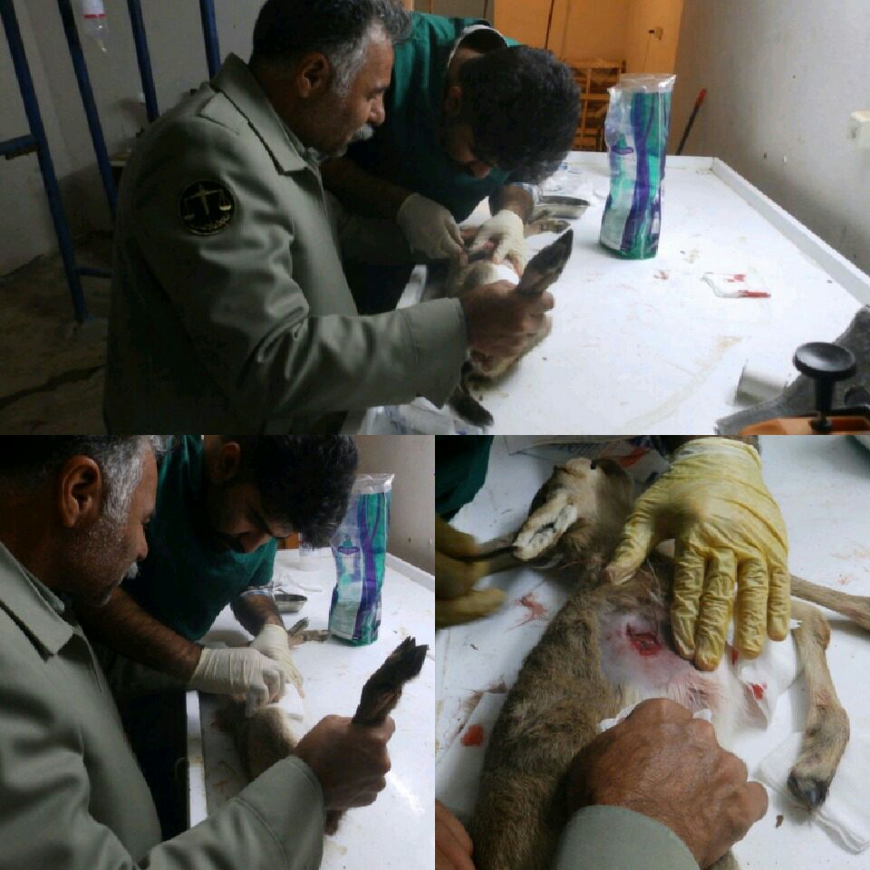 نجات یک راس بره آهو از مرگ حتمی در تربت جام