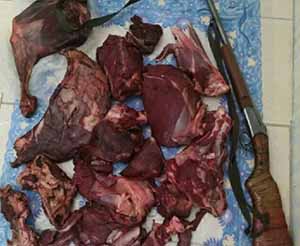 کشف گوشت تازه مرال و قوچ در کلاله