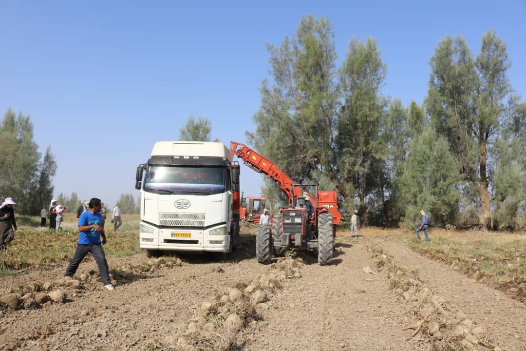 چغندر قند جایگزین محصولات جالیزی جنوب کرمان