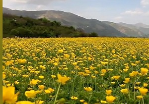 طبیعت رویایی و بی‌نظیر در گیلان + فیلم