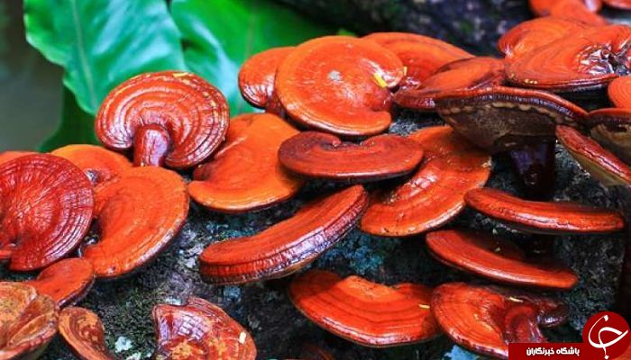 معرفی قارچ گانودرما؛ قارچی که به نماد جاودانگی شهرت یافته! +خواص آن