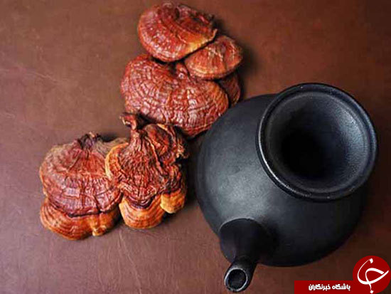 قارچ گانودرما را چطور مصرف کنیم؟ +عوارض آن