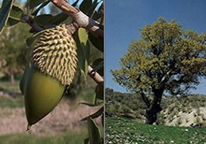 ۷۰ درصد گونه‌های جنگلی زاگرس را بلوط‌ها تشکیل می‌دهند