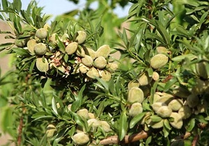 تولید سالانه بیش از ۲۴ هزار تن بادام در چهارمحال و بختیاری