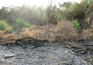 حفاظت از جنگل‌ها، سرمایه گذاری در طلای سبز
