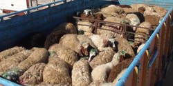 کشف گوسفند قاچاق در ایجرود