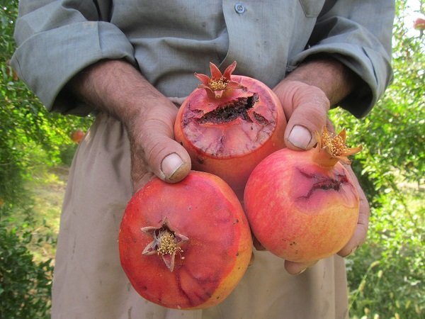 مبارزه با آفت انار در خراسان رضوی به روش بیولوژیکی