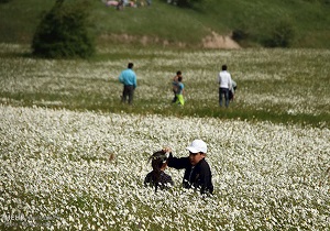هفتمین جشنواره ملی گل‌های بابونه در نمین برگزارشد