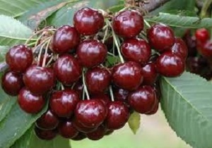 آغاز برداشت محصول گیلاس در خلخال