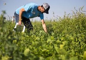 کشت بی خاکورزی حبوبات برای نخستین بار در قزوین