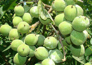 سر شاخه کاری گردو برای اولین بار در باغات مرودشت