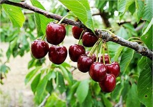 اشنویه میزبان چهارمین جشنواره گیلاس/ فراهم‌کردن زمینه اشتغال ۵ هزار نفر با آغاز فصل برداشت گیلاس در این شهرستان
