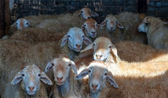 دام‌های ترکیه از بوشهر به قطر صادر می‌شود