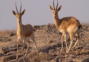 پیگیری تخلیه زباله در مناطق حفاظت شده بستان و حریم زیستگاه آهو ایرانی