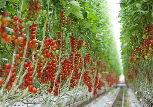 فعالیت ۳۰۰ واحد کشت گلخانه&zwnj;ای در استان همدان