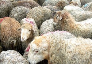 کشف ۴۴۷ راس دام قاچاق خارجی در هشترود