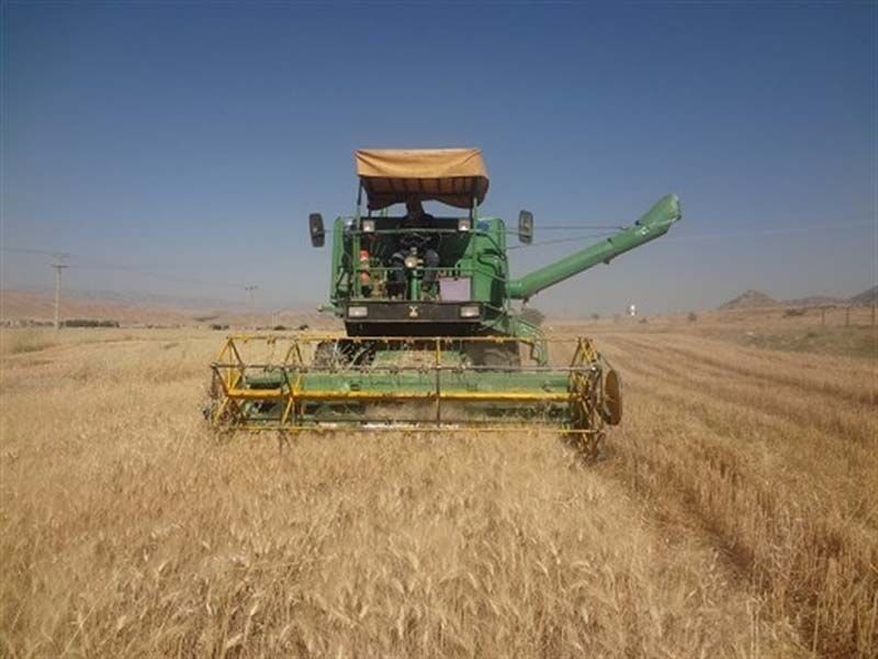 خرید بیش ۱۸هزار تن گندم ازکشاورزان استان سیستان وبلوچستان