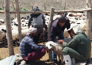 واکسیناسیون ۴۰ هزار رأس دام در مناطق مرزی نهبندان