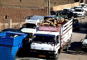 ضبط محموله دام قاچاق در شهرستان داراب