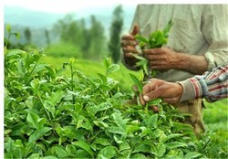 خرید بیش از ۶۰ هزارتن برگ سبز چای /تولید ۱۴ هزار تن چای خشک با کیفیت