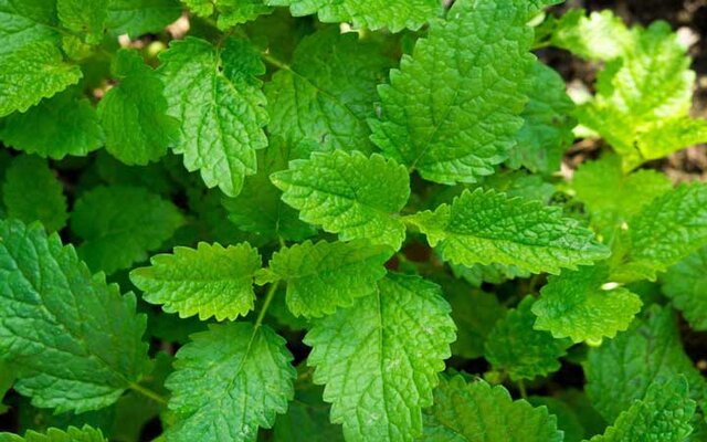 از خواص بادرنجبویه چه می&zwnj;دانید؟