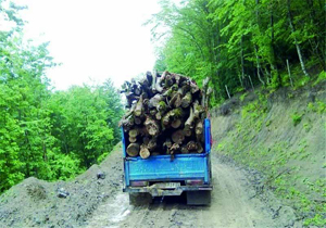 دستگیری قاچاقچی چوب در بهشهر