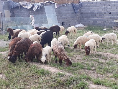 آغاز فروش ارز به زائران حج تمتع/کشف دستگاه&zwnj;های استخراج ارز مجازی