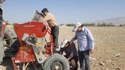 آغاز کشت بهاره کنجد در اراضی بخش دهرم