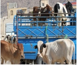 کشف ۴ راس دام سنگین قاچاق درخدابنده کشف ۴ راس دام سنگین قاچاق درخدابنده