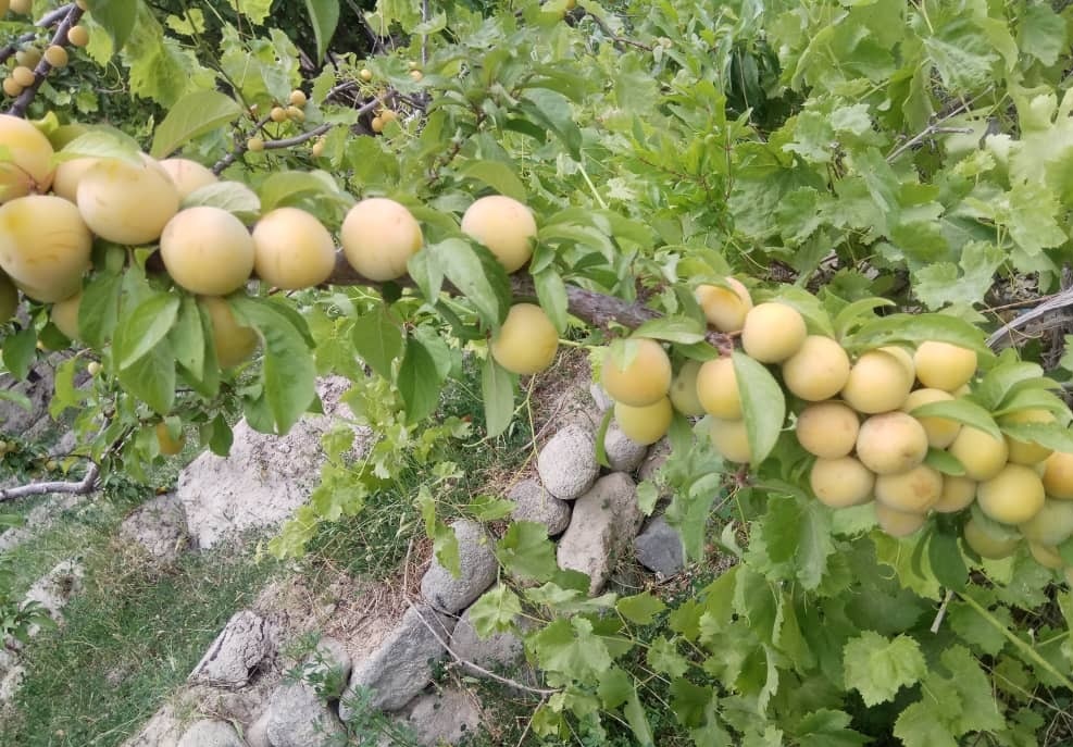 برداشت زردآلو در میرجاوه