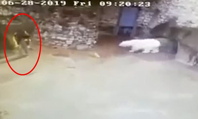 حادثه ای که نظافتچی باغ وحش از آن جان سالم بدر برد! + فیلم///