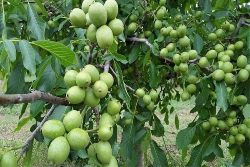 بهره برداری از بزرگترین نهالستان گردو در تویسرکان