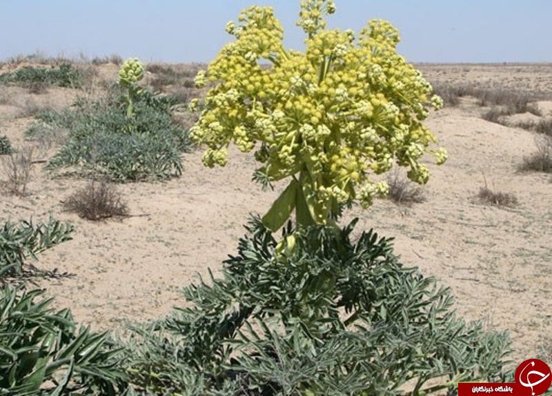 کرمان در لیست غنی&zwnj;ترین منابع گیاهان دارویی جهان