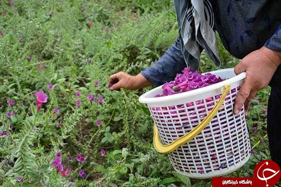 کرمان در لیست غنی&zwnj;ترین منابع گیاهان دارویی جهان
