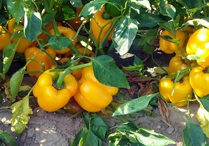 توصیه‌های هواشناسی کشاورزی