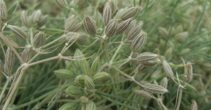 زیره کاران از مزایای بورس کالا بهره مند می شوند/باز شدن پنجره ای جدید در اقتصاد کشاورزی
