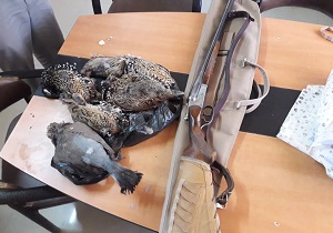 دستگیری شکارچیان غیر مجاز دراج