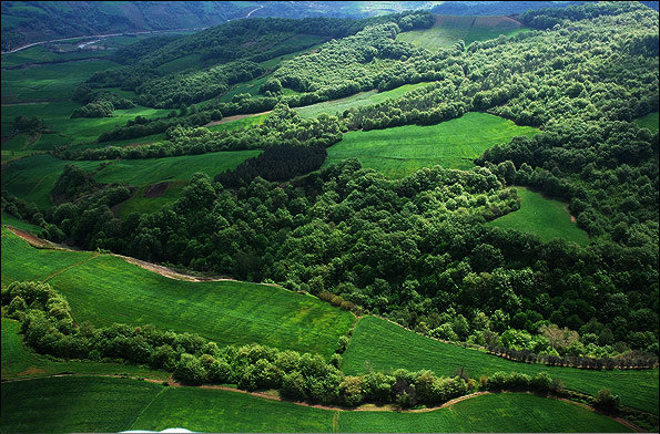 جنگل&zwnj;های هیرکانی